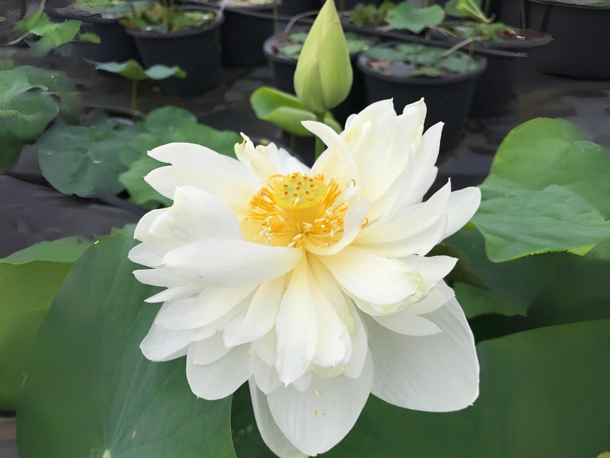 5+ Rare Seeds| High Cotton Lotus Seeds - Indian Lotus (Nelumbo nucifera) Seeds #Q034