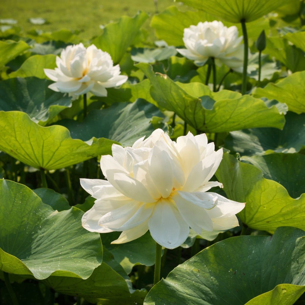 5+ Rare Seeds - High Cotton Lotus Seeds, Aquatic Perennial Water Plant