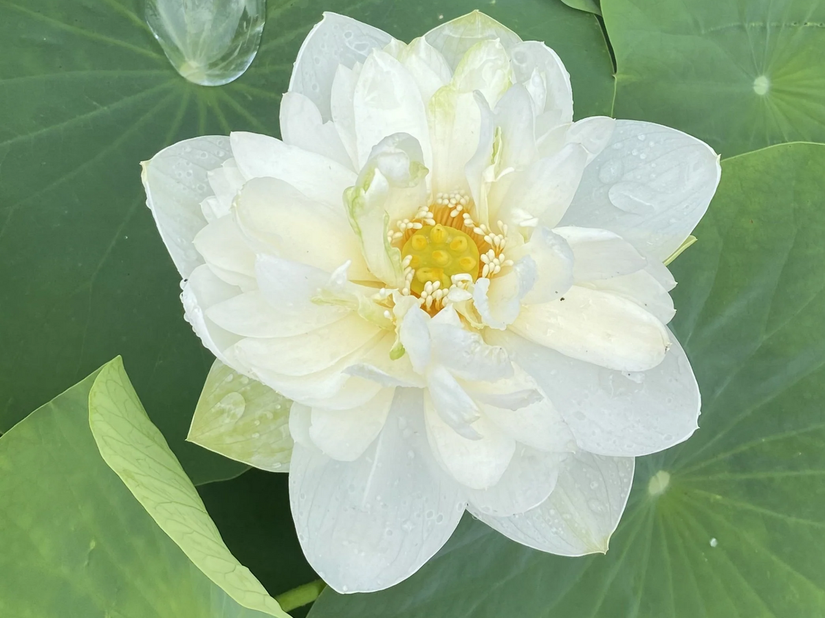 5+ Rare Seeds| High Cotton Lotus Seeds - Indian Lotus (Nelumbo nucifera) Seeds #Q034