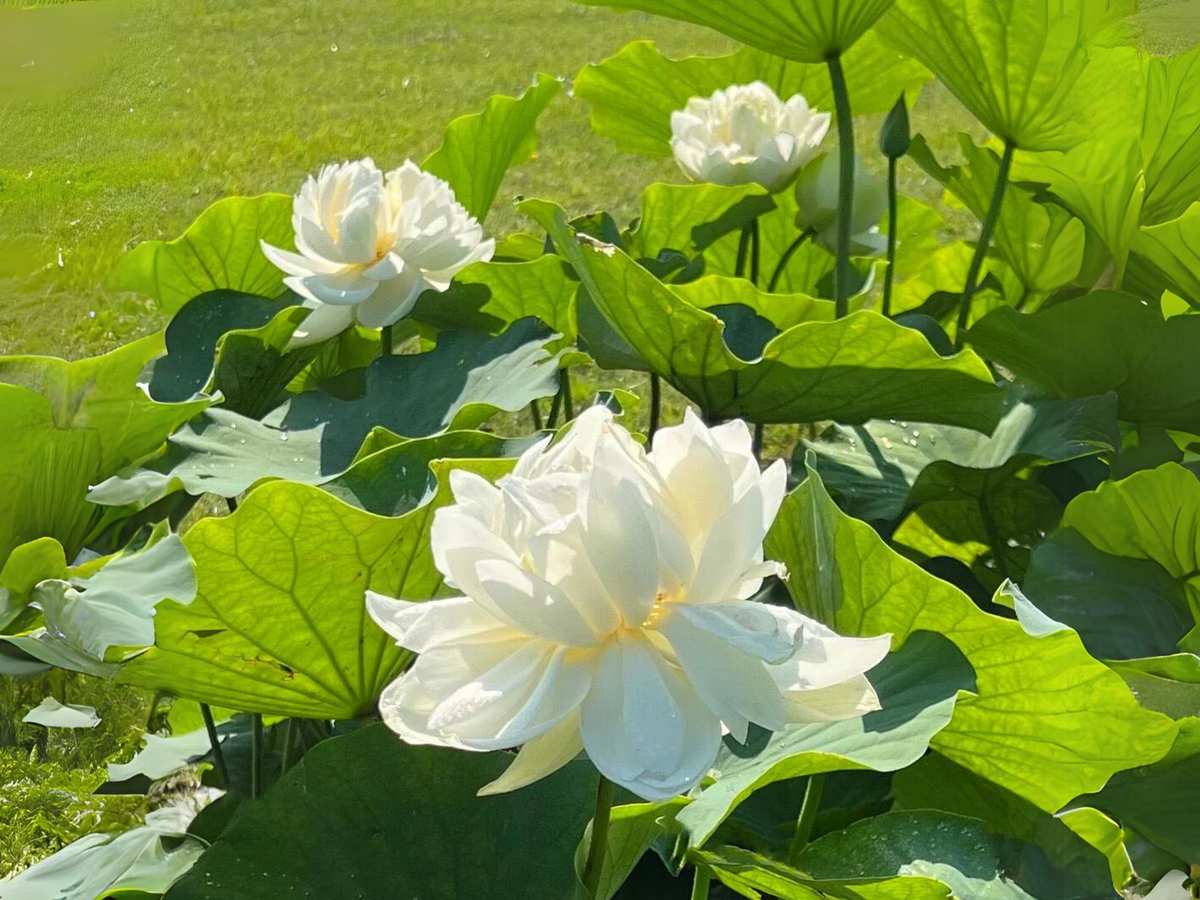 5+ Rare Seeds| High Cotton Lotus Seeds - Indian Lotus (Nelumbo nucifera) Seeds #Q034