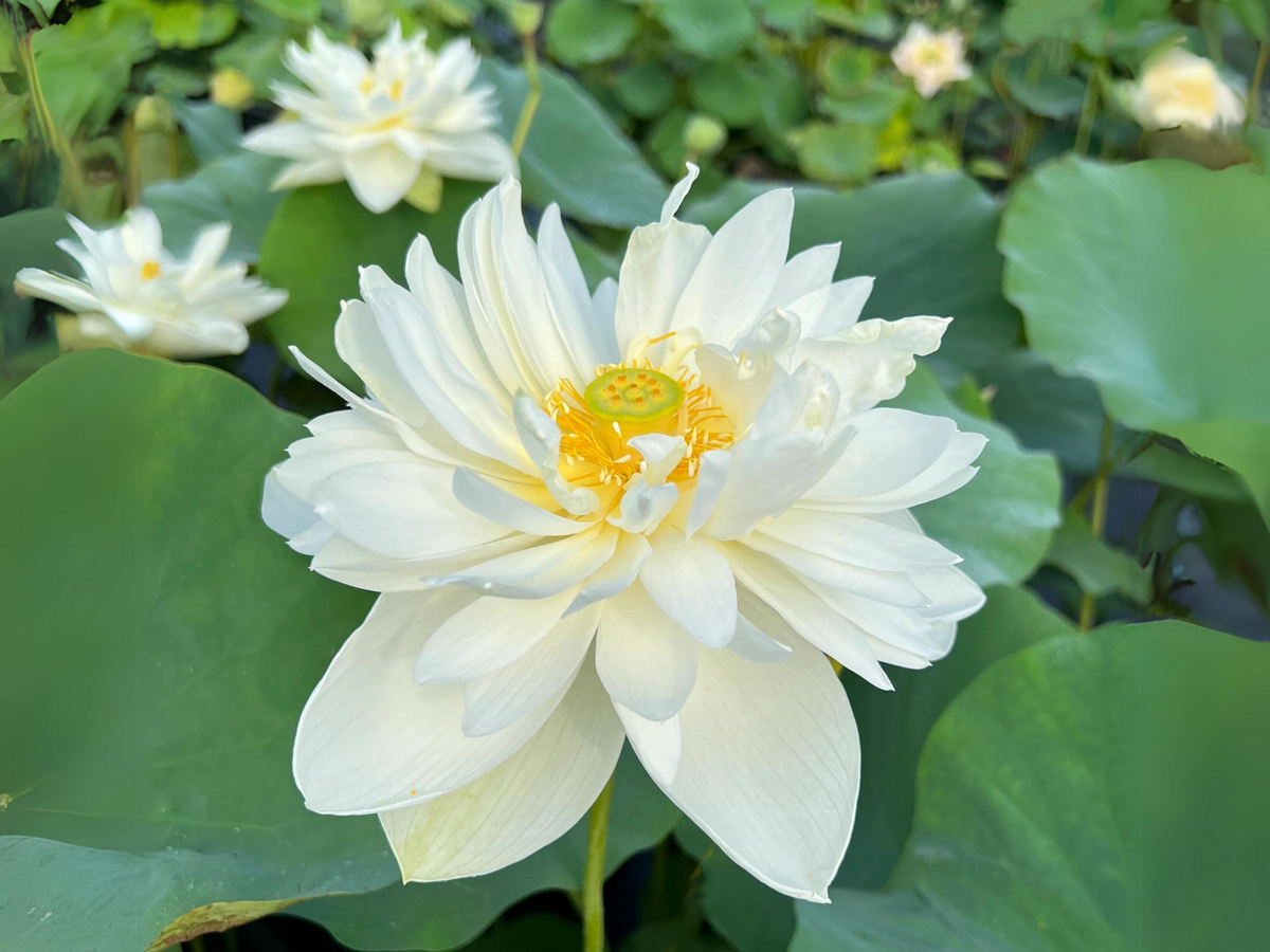 5+ Rare Seeds| High Cotton Lotus Seeds - Indian Lotus (Nelumbo nucifera) Seeds #Q034