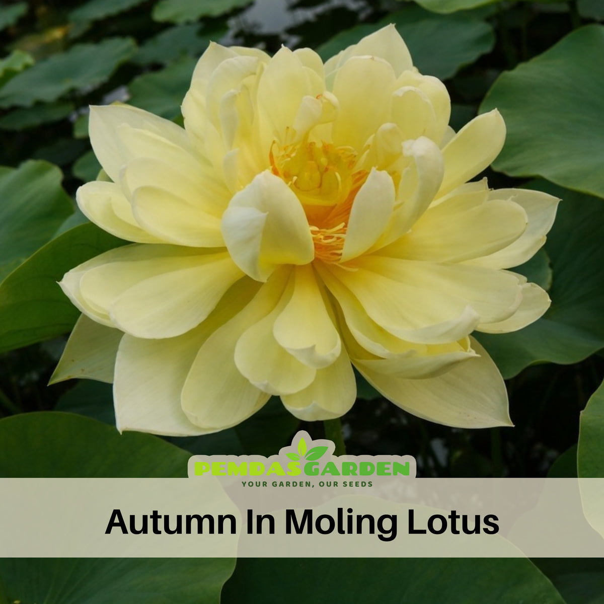 5+ Rare Seeds - Autumn in Moling Lotus Seeds, Edible Seeds & Roots