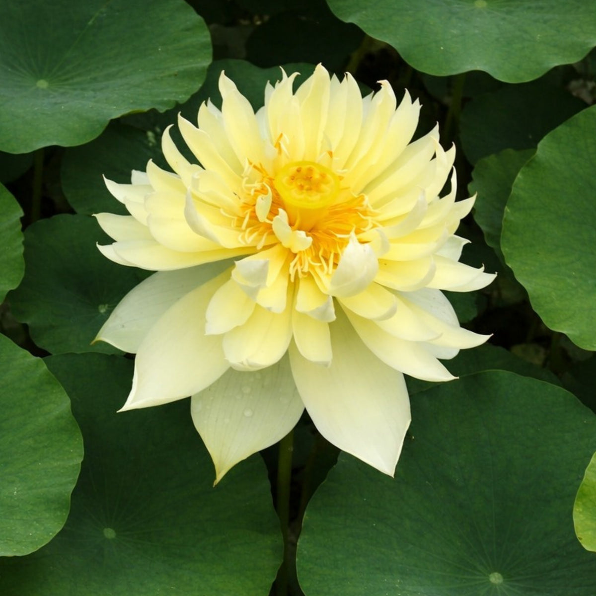 5+ Rare Seeds - Autumn in Moling Lotus Seeds, Edible Seeds & Roots