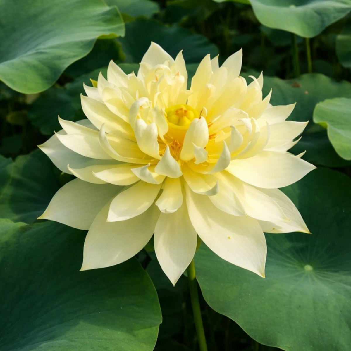 5+ Rare Seeds - Autumn in Moling Lotus Seeds, Edible Seeds & Roots