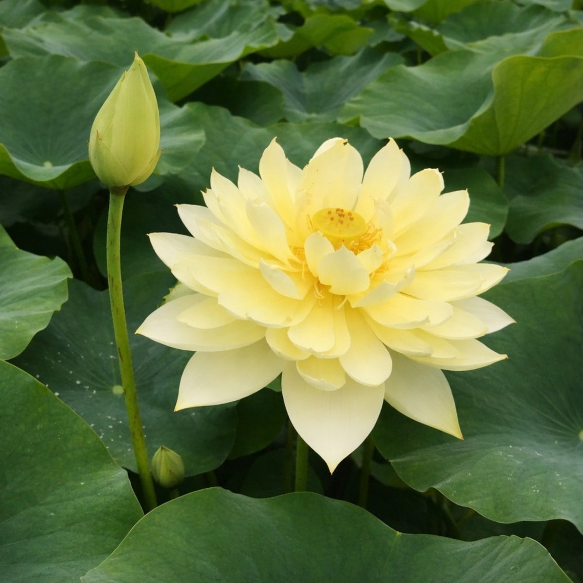 5+ Rare Seeds - Autumn in Moling Lotus Seeds, Edible Seeds & Roots