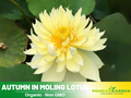 5+ Rare Seeds| Autumn In Moling Lotus Seeds - Indian Lotus (Nelumbo nucifera) Seeds– Indian Lotus (Nelumbo nucifera), Sacred Aquatic Perennial with Fragrant Flowers, Edible Seeds & Roots, Ornamental Pond & Container Plant #Q035