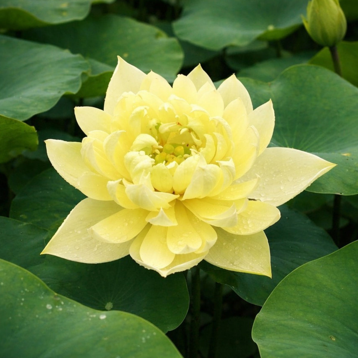 5+ Rare Seeds - Autumn in Moling Lotus Seeds, Edible Seeds & Roots