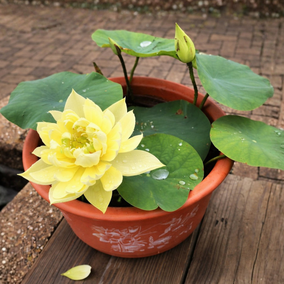 5+ Rare Seeds - Autumn in Moling Lotus Seeds, Edible Seeds & Roots