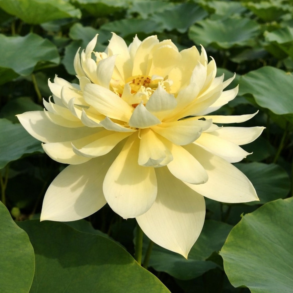 5+ Rare Seeds - Autumn in Moling Lotus Seeds, Edible Seeds & Roots