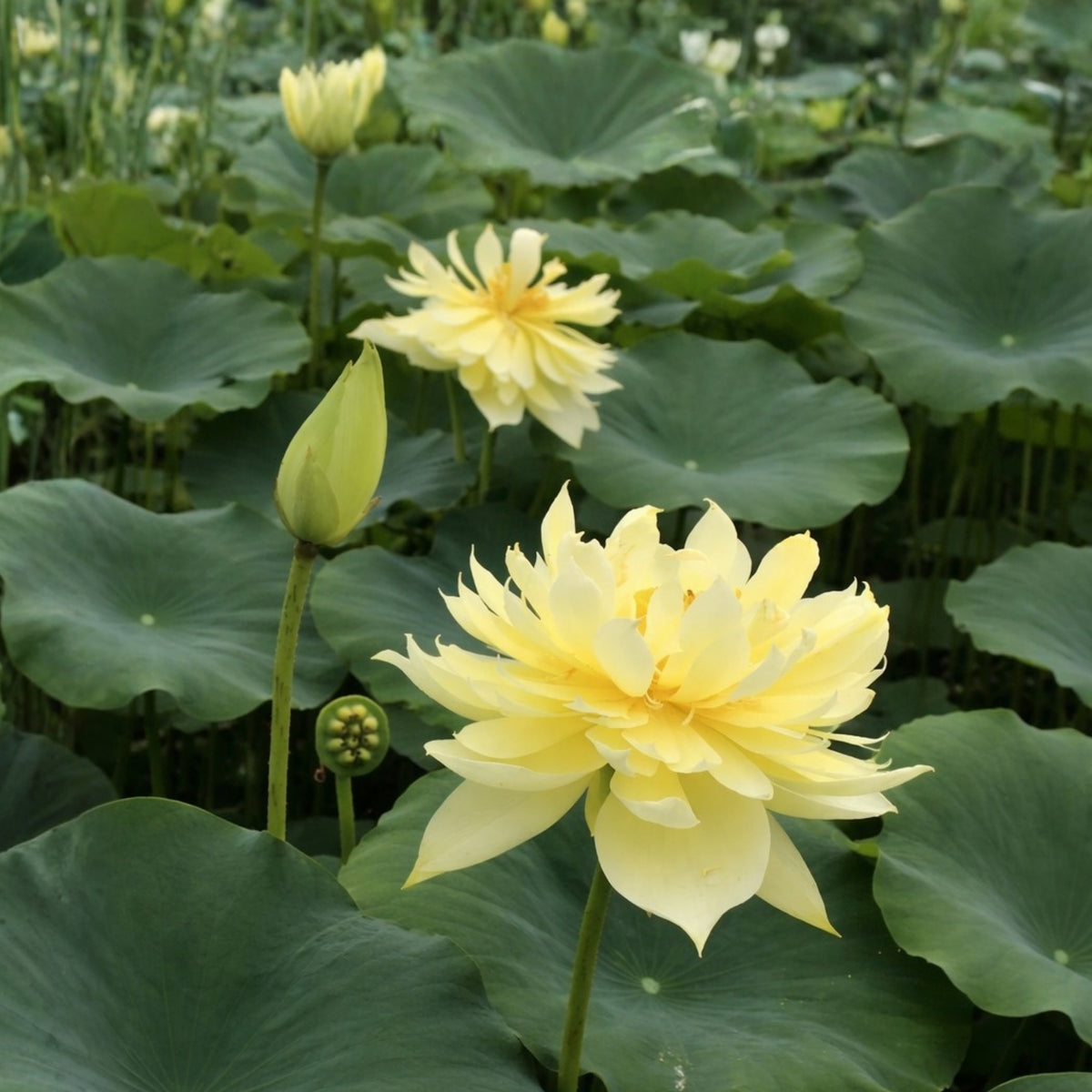 5+ Rare Seeds - Autumn in Moling Lotus Seeds, Edible Seeds & Roots