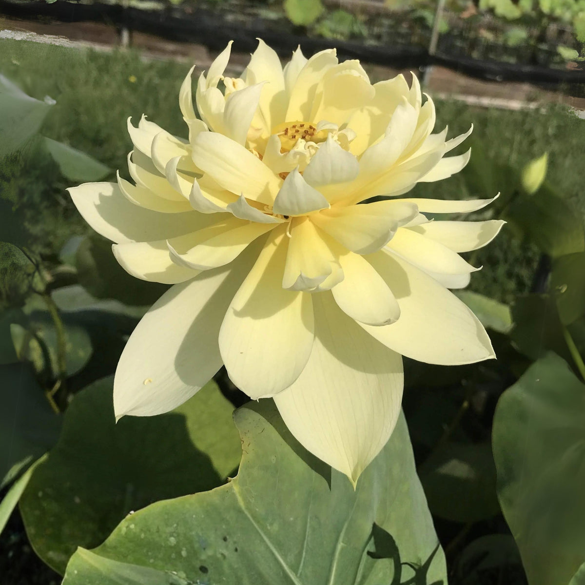 5+ Rare Seeds - Autumn in Moling Lotus Seeds, Edible Seeds & Roots