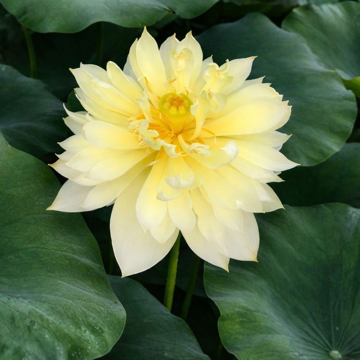 5+ Rare Seeds - Autumn in Moling Lotus Seeds, Edible Seeds & Roots