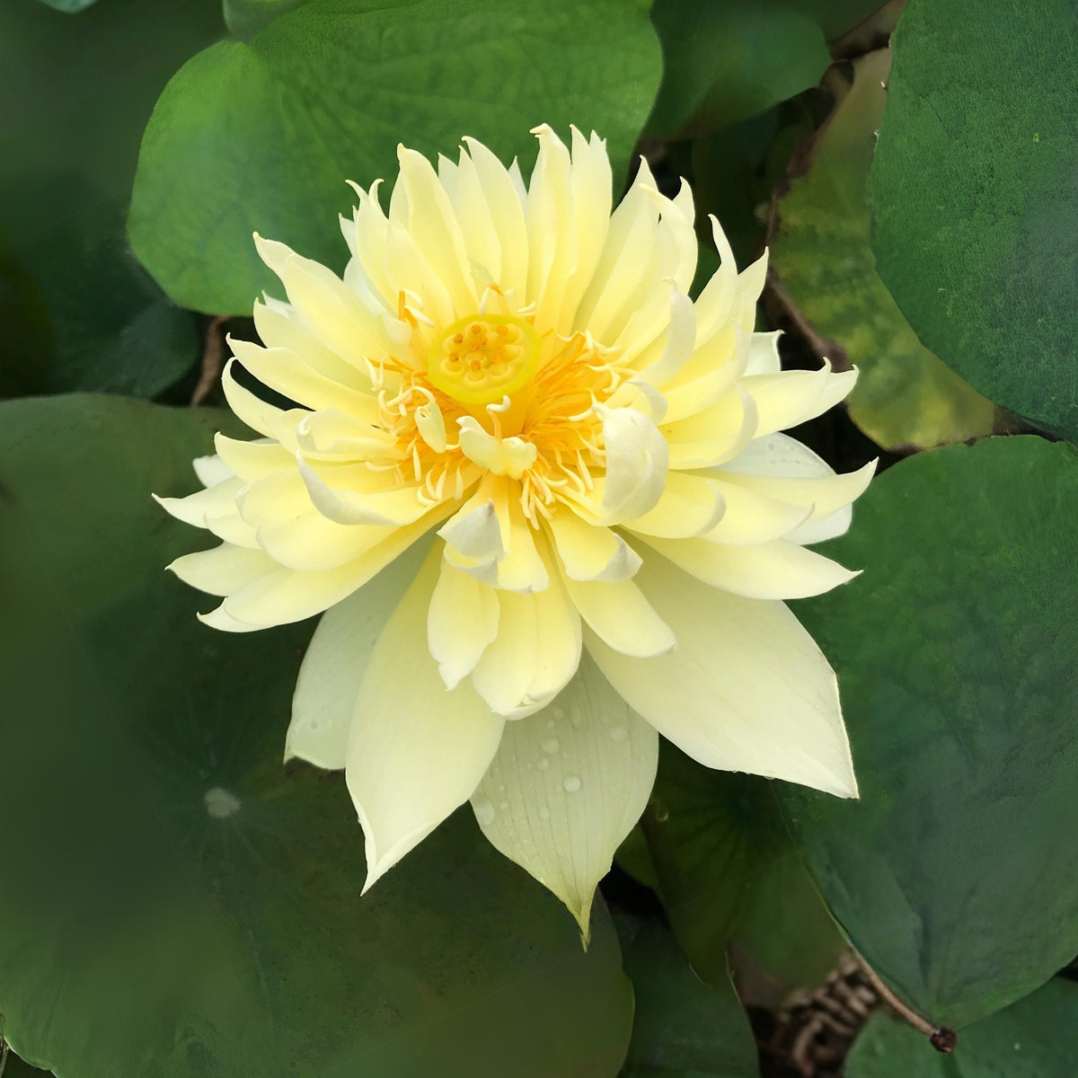 5+ Rare Seeds - Autumn in Moling Lotus Seeds, Edible Seeds & Roots