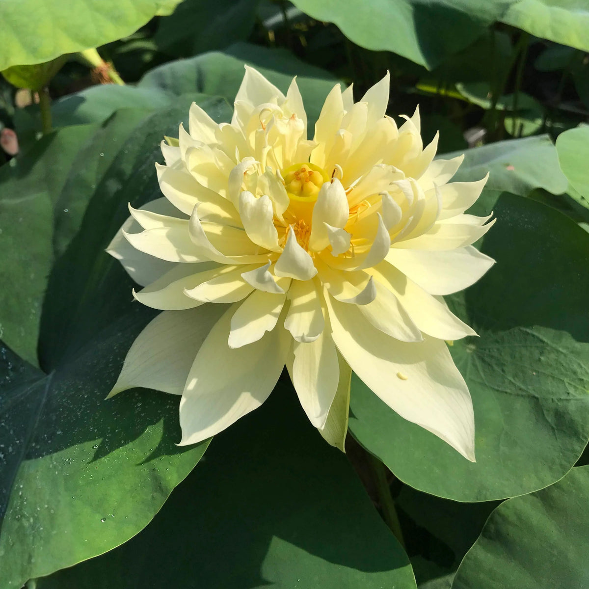 5+ Rare Seeds - Autumn in Moling Lotus Seeds, Edible Seeds & Roots