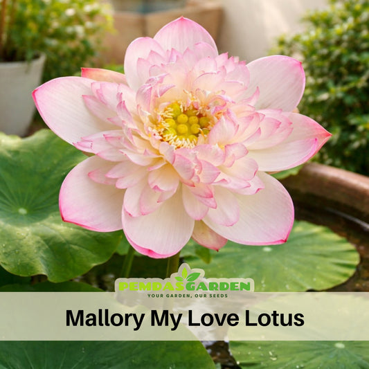 5+ Rare Seeds - Mallory My Love Lotus Seeds, Edible Seeds & Roots