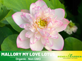 5+ Rare Seeds| Mallory My Love Lotus Seeds - Indian Lotus (Nelumbo nucifera) Seeds - Aquatic Perennial Water Plant with Fragrant Flowers, Edible Seeds & Roots, Egyptian Lotus, Bean of India, Ornamental Pond & Container Plant#Q036