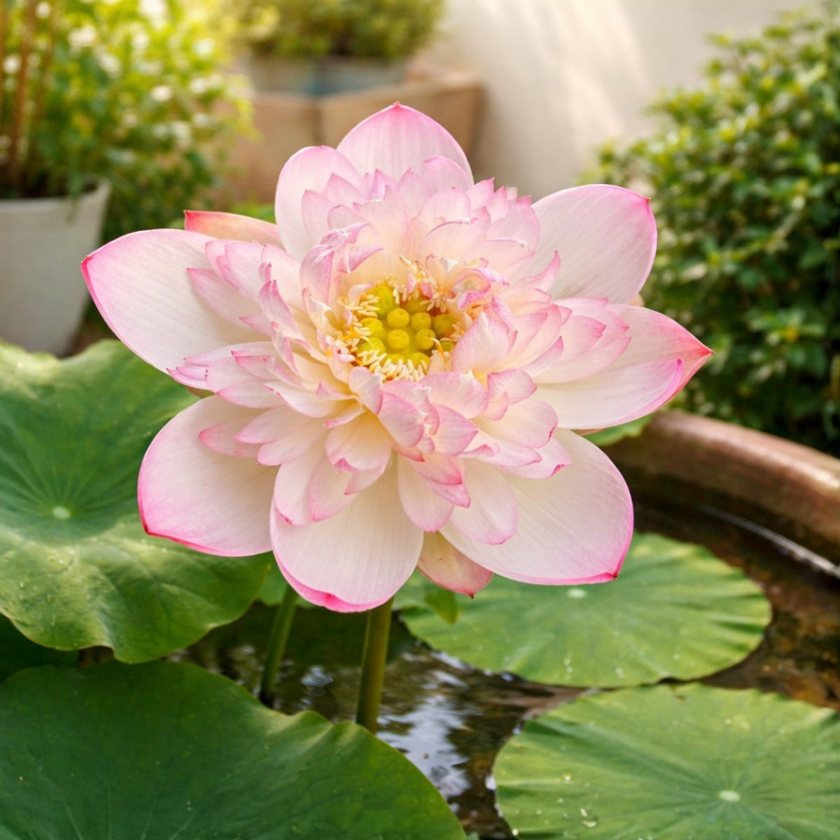 5+ Rare Seeds - Mallory My Love Lotus Seeds, Edible Seeds & Roots