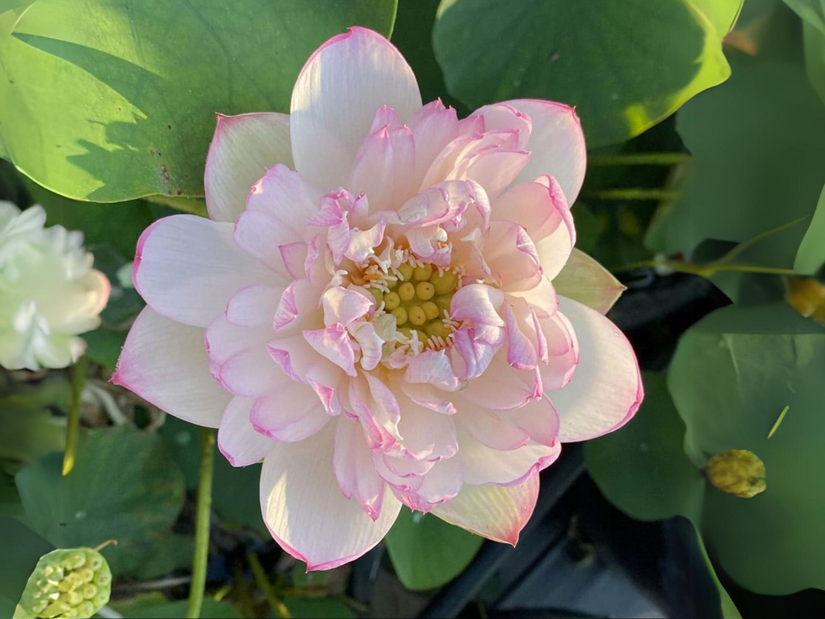 5+ Rare Seeds| Mallory My Love Lotus Seeds - Indian Lotus (Nelumbo nucifera) Seeds #Q036