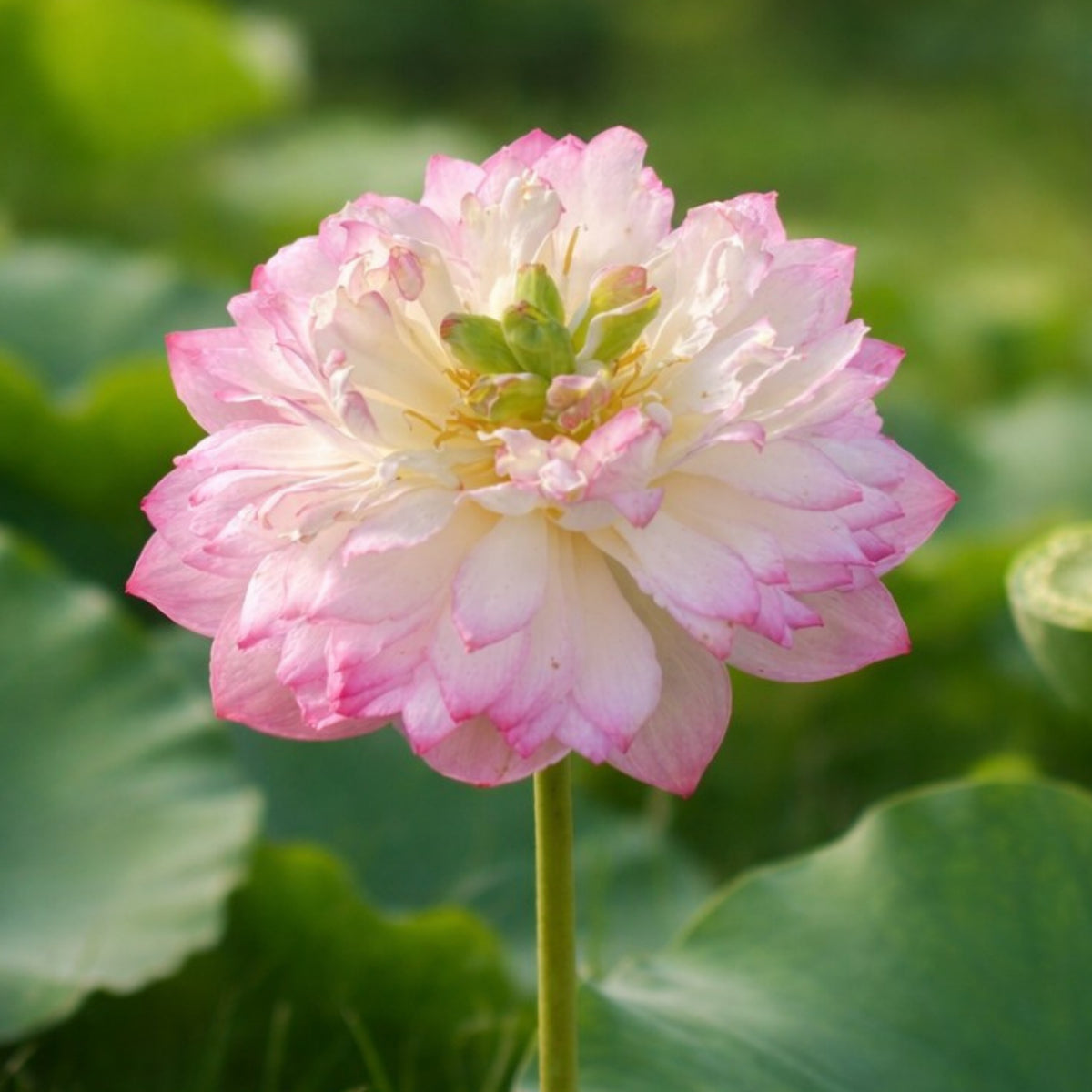 5+ Rare Seeds - Mallory My Love Lotus Seeds, Edible Seeds & Roots
