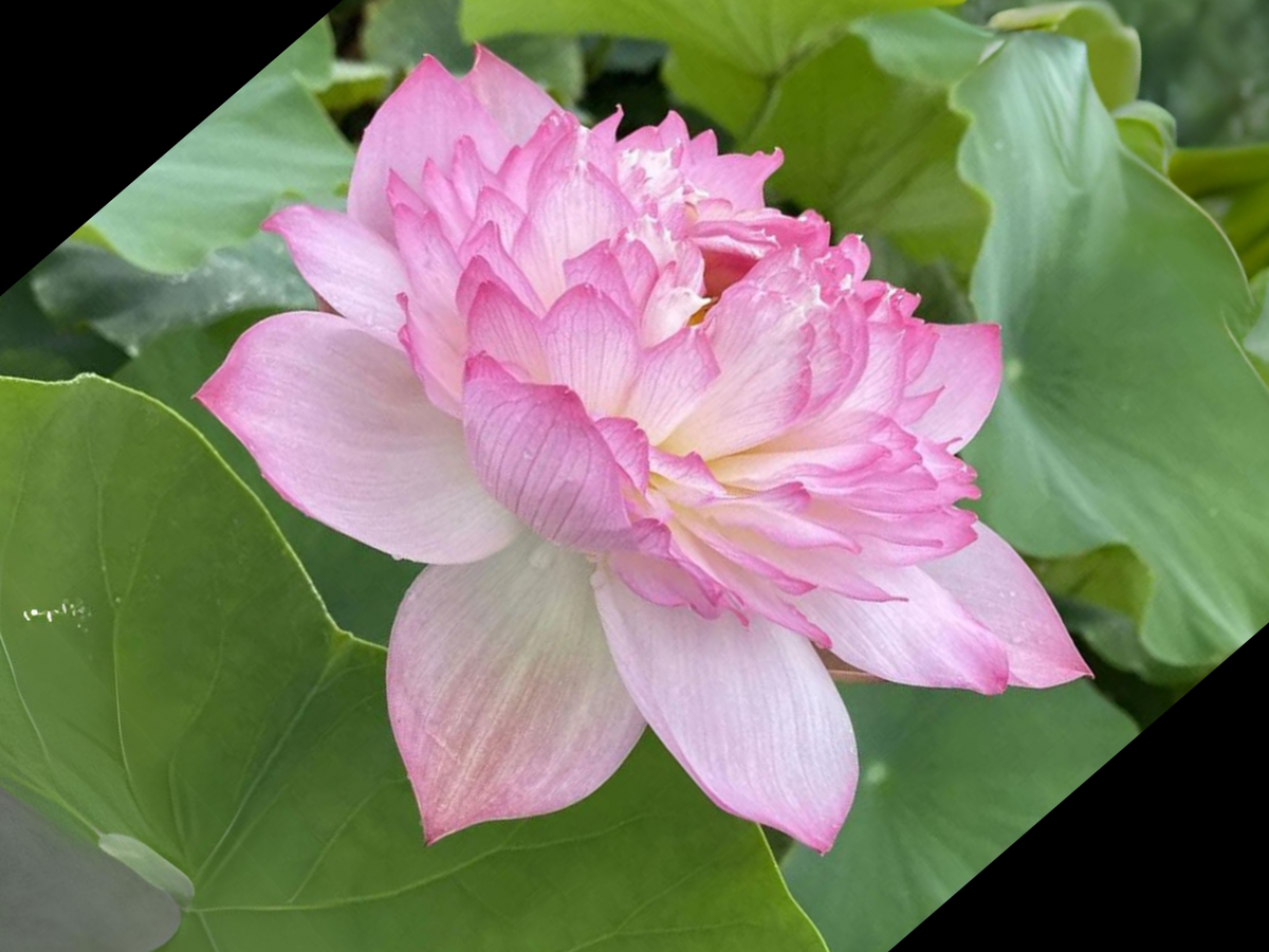 5+ Rare Seeds| Mallory My Love Lotus Seeds - Indian Lotus (Nelumbo nucifera) Seeds #Q036