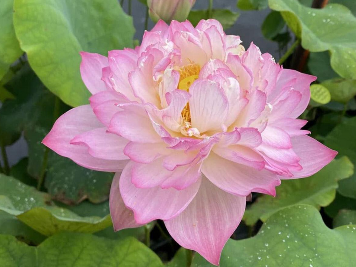 5+ Rare Seeds| Mallory My Love Lotus Seeds - Indian Lotus (Nelumbo nucifera) Seeds #Q036