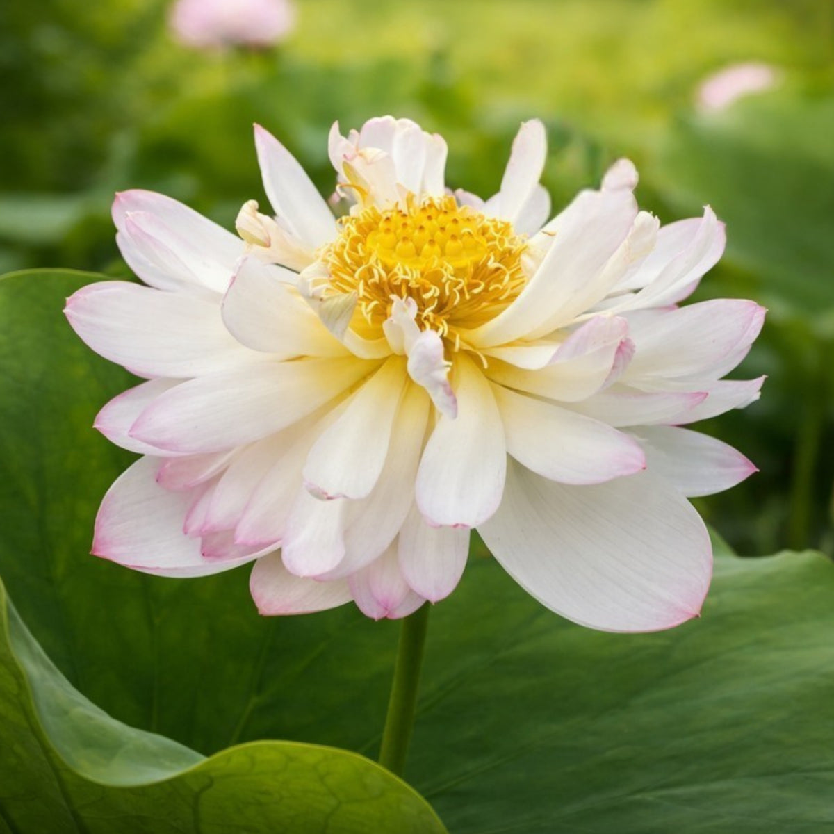5+ Rare Seeds - Mallory My Love Lotus Seeds, Edible Seeds & Roots