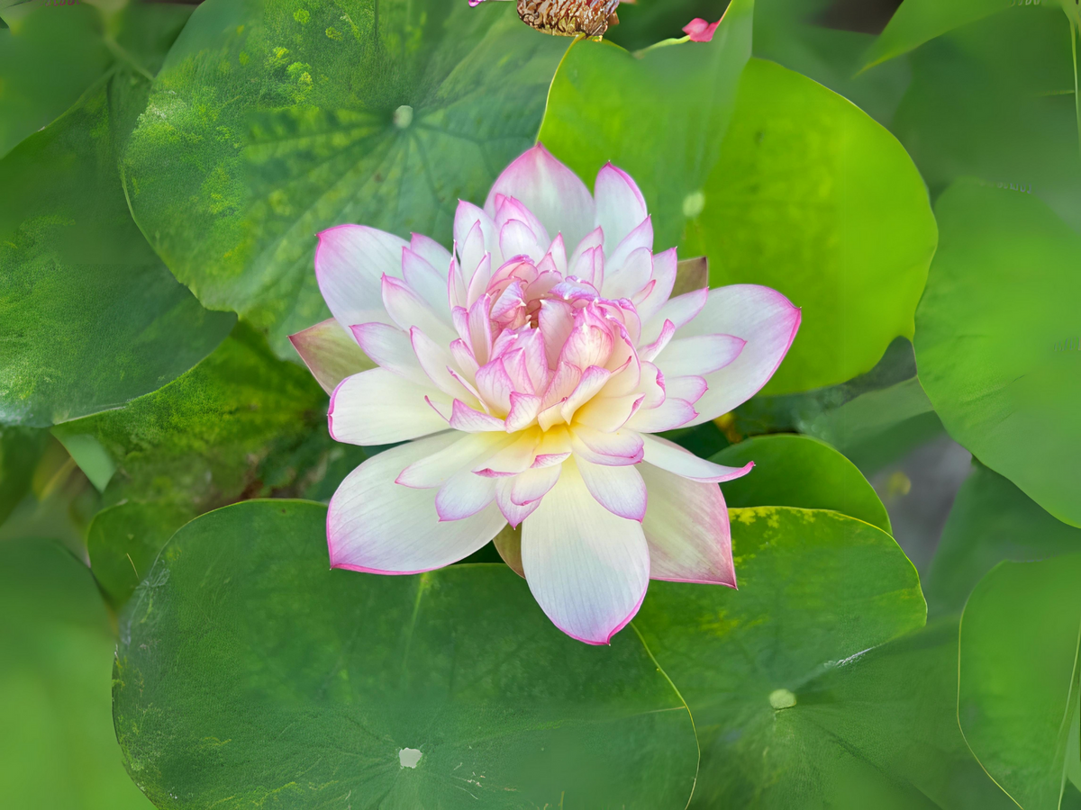 5+ Rare Seeds| Mallory My Love Lotus Seeds - Indian Lotus (Nelumbo nucifera) Seeds #Q036