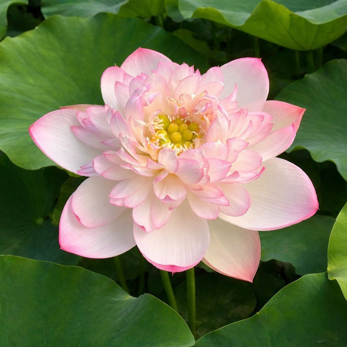 5+ Rare Seeds - Mallory My Love Lotus Seeds, Edible Seeds & Roots