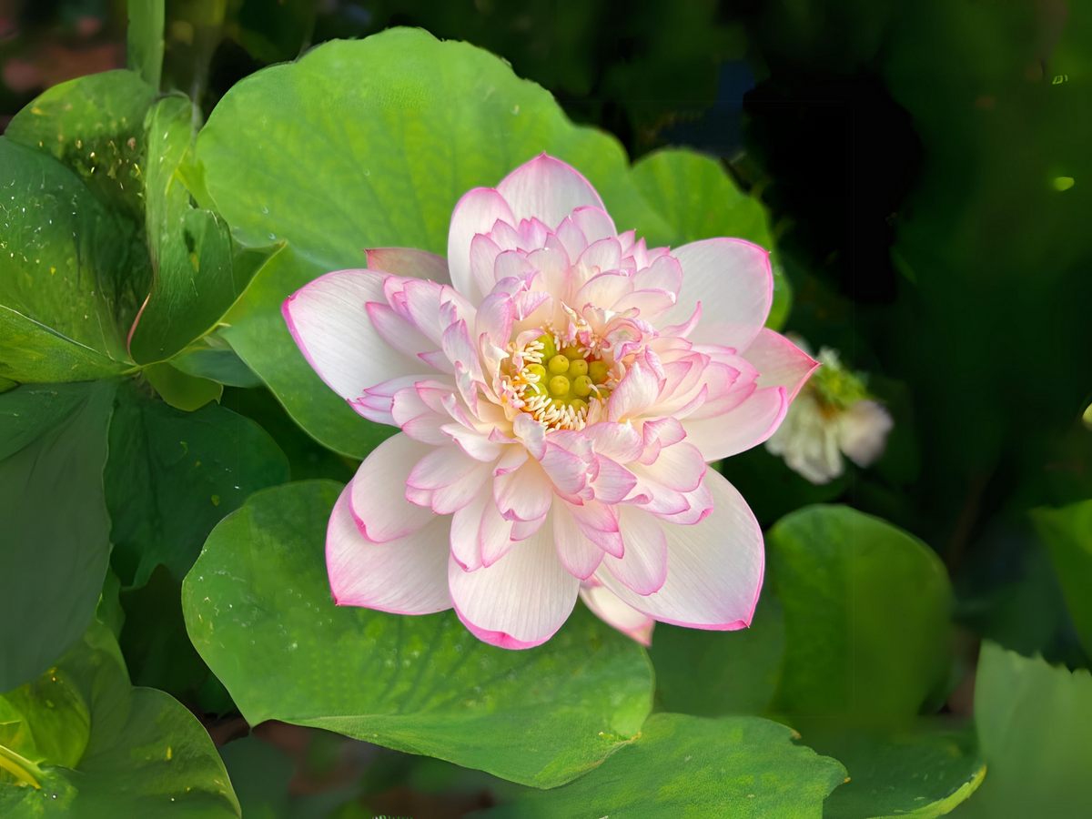 5+ Rare Seeds| Mallory My Love Lotus Seeds - Indian Lotus (Nelumbo nucifera) Seeds #Q036