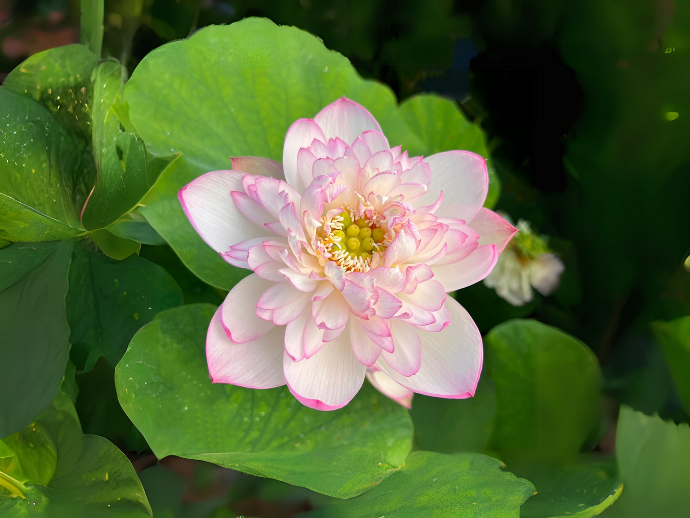 lotus seed flower 5+ Rare Seeds| Mallory My Love Lotus Seeds