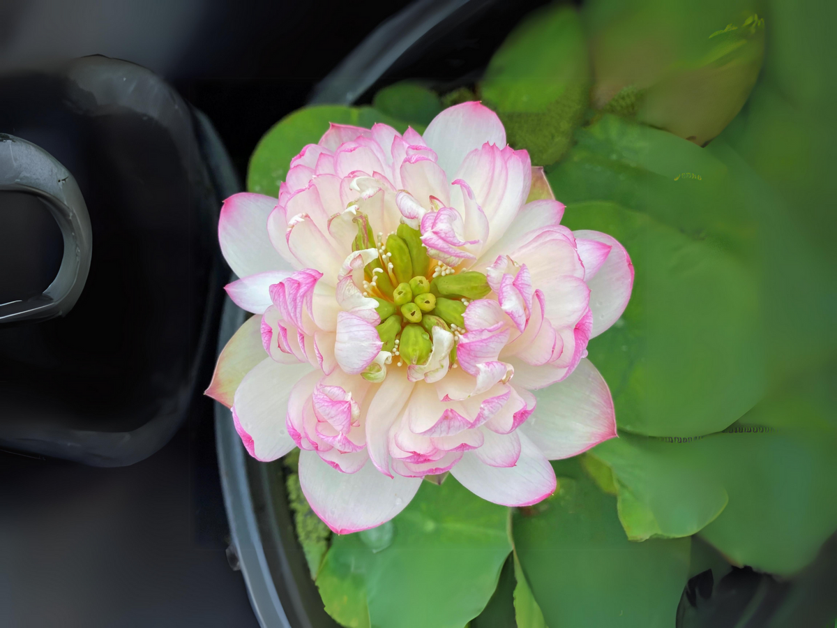 5+ Rare Seeds| Mallory My Love Lotus Seeds - Indian Lotus (Nelumbo nucifera) Seeds #Q036