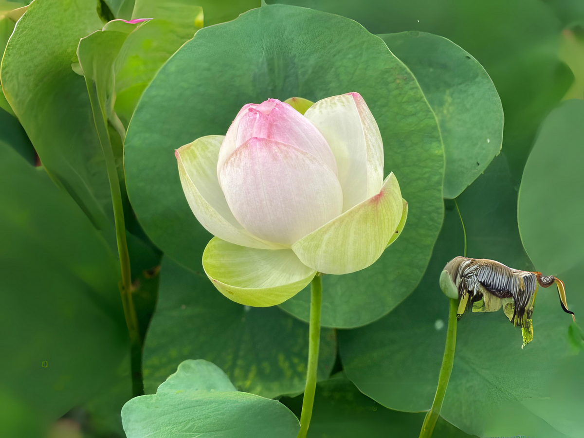 5+ Rare Seeds| Mallory My Love Lotus Seeds - Indian Lotus (Nelumbo nucifera) Seeds #Q036