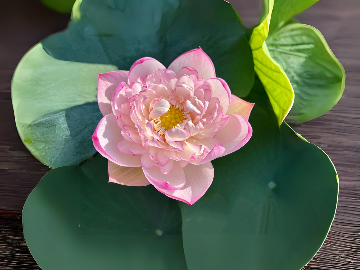 5+ Rare Seeds| Mallory My Love Lotus Seeds - Indian Lotus (Nelumbo nucifera) Seeds #Q036