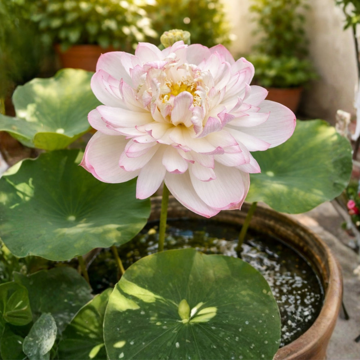 5+ Rare Seeds - Mallory My Love Lotus Seeds, Edible Seeds & Roots
