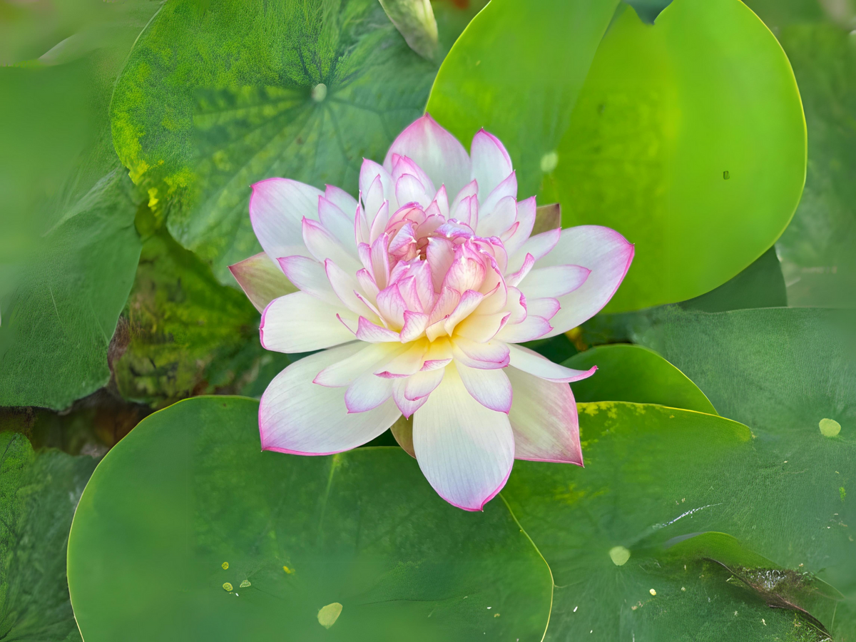 5+ Rare Seeds| Mallory My Love Lotus Seeds - Indian Lotus (Nelumbo nucifera) Seeds #Q036