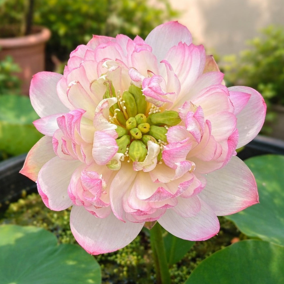 5+ Rare Seeds - Mallory My Love Lotus Seeds, Edible Seeds & Roots