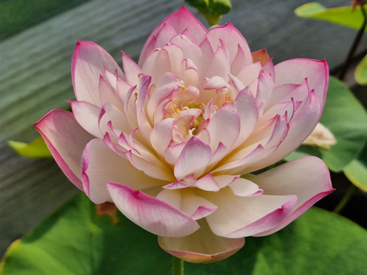 5+ Rare Seeds| Mallory My Love Lotus Seeds - Indian Lotus (Nelumbo nucifera) Seeds #Q036