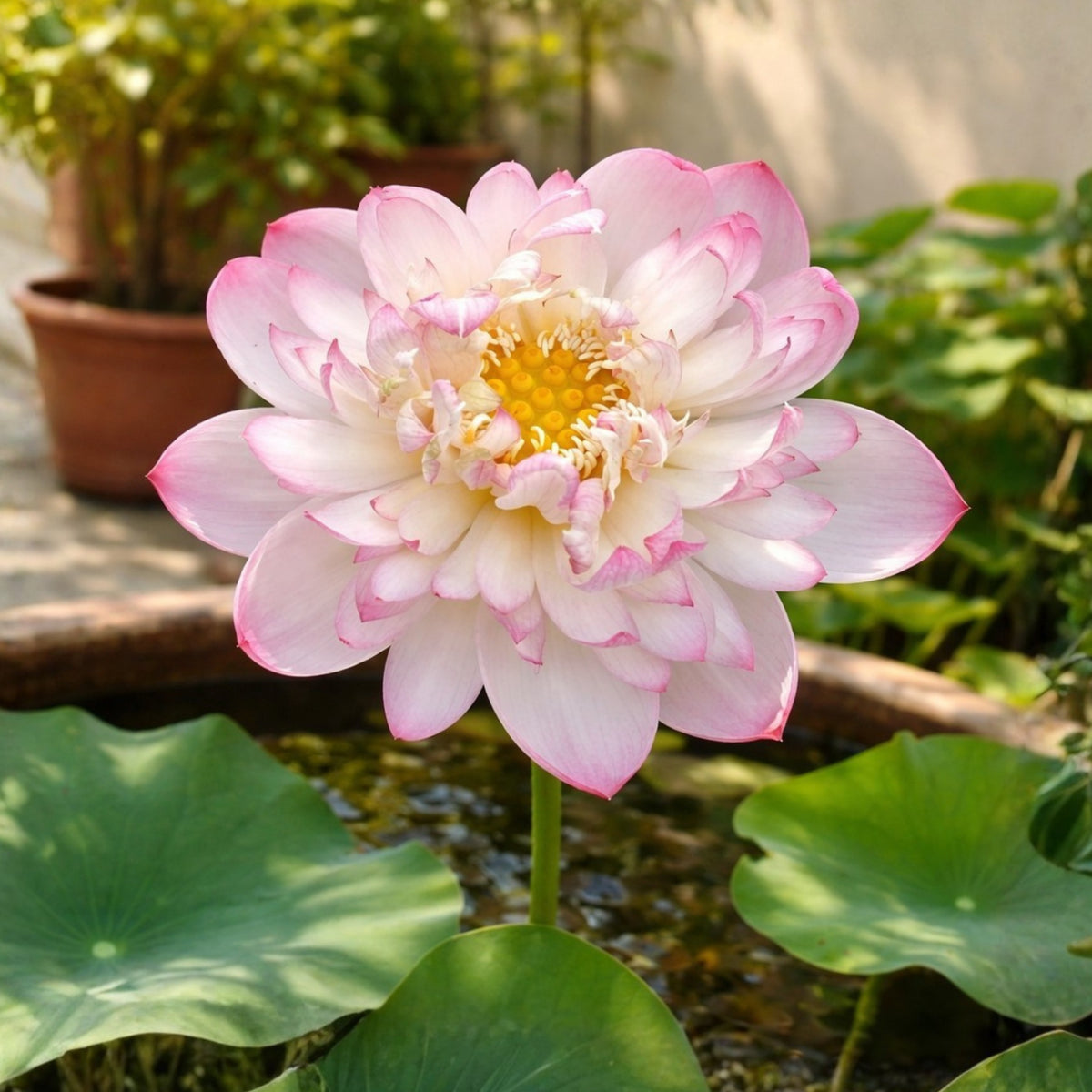 5+ Rare Seeds - Mallory My Love Lotus Seeds, Edible Seeds & Roots