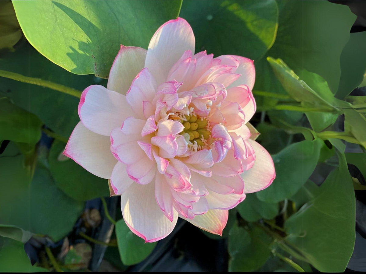 5+ Rare Seeds| Mallory My Love Lotus Seeds - Indian Lotus (Nelumbo nucifera) Seeds #Q036