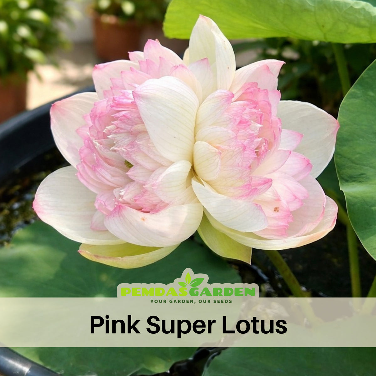 5+ Rare Seeds - Water Plant Seeds, Bean of India