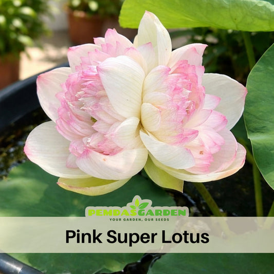 5+ Rare Seeds - Water Plant Seeds, Bean of India