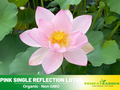 5+ Rare Seeds| Pink Single Reflection Lotus Seeds - Indian Lotus (Nelumbo nucifera) Seeds - Water Plant Seeds- Bean of India- Egyptian Lotus - Aquatic perennial- Fragrant flowers - Ornamental Pond & Container Plant#Q037