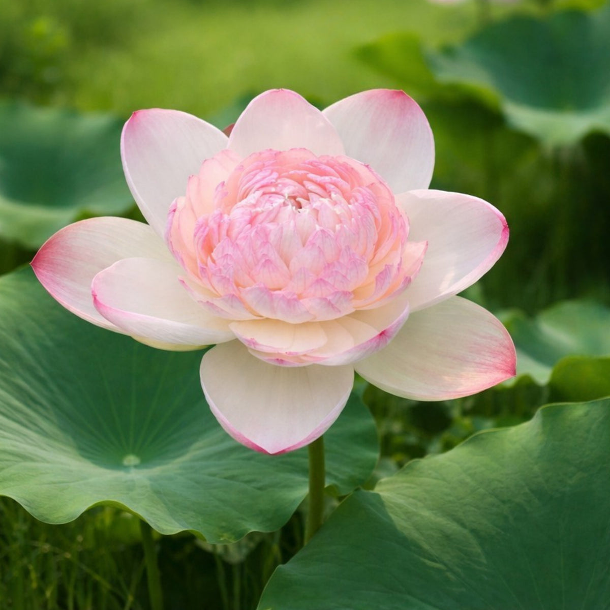 5+ Rare Seeds - Water Plant Seeds, Bean of India
