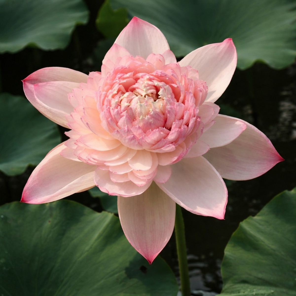 5+ Rare Seeds - Water Plant Seeds, Bean of India