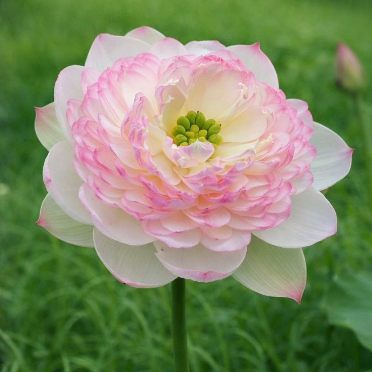 5+ Rare Seeds - Water Plant Seeds, Bean of India