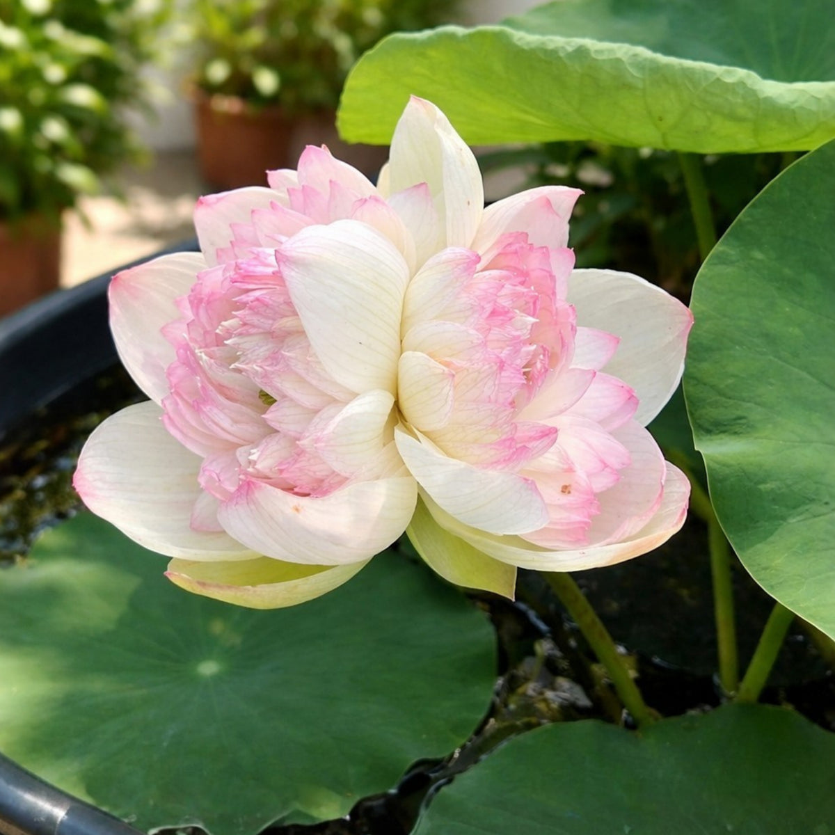 5+ Rare Seeds - Water Plant Seeds, Bean of India