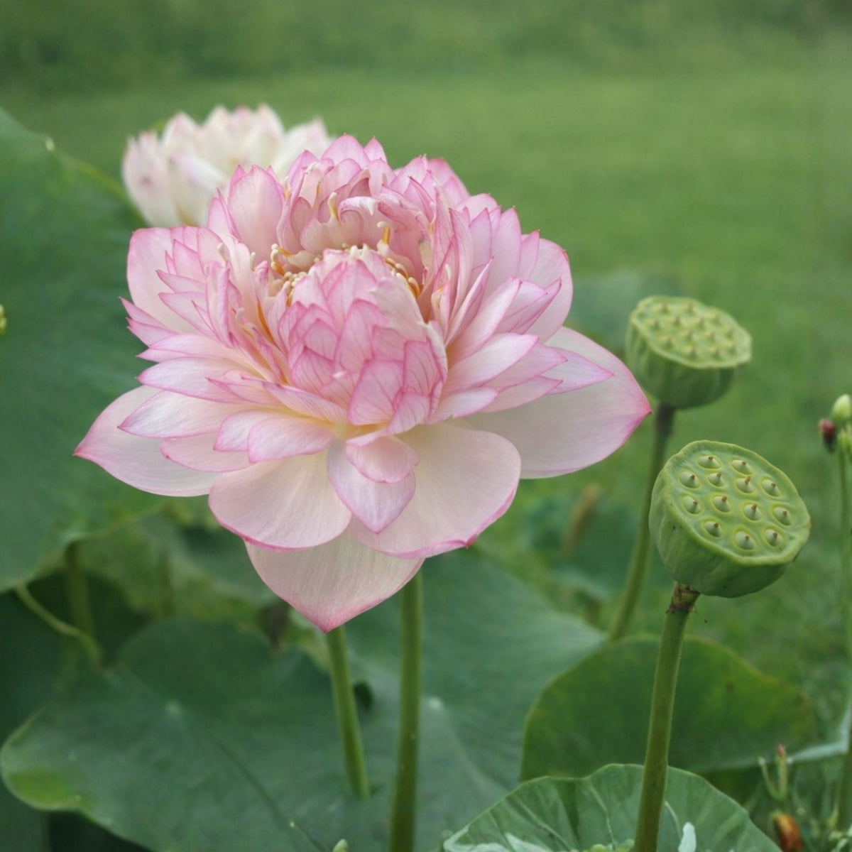 5+ Rare Seeds - Water Plant Seeds, Bean of India