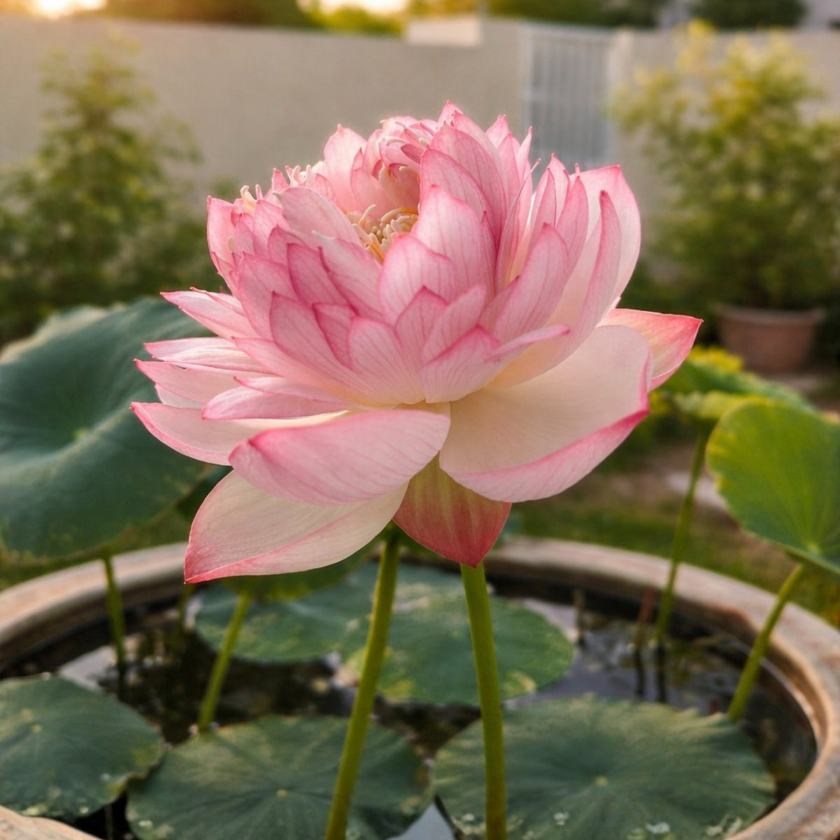 5+ Rare Seeds - Water Plant Seeds, Bean of India
