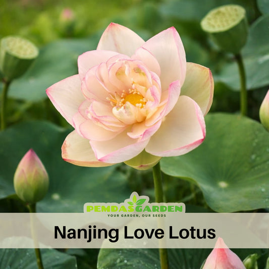 5+ Rare Seeds - Nanjing Love 16 Lotus Seeds, Edible Seeds & Roots