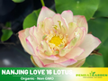 5+ Rare Seeds| Nanjing Love 16 Lotus Seeds - Indian Lotus (Nelumbo nucifera) Seeds- Aquatic Perennial Water Plant with Fragrant Flowers, Edible Seeds & Roots, Egyptian Lotus, Bean of India, Ornamental Pond & Container Plant #Q038